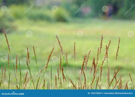 In Selective Focus Brown Wild Grass Flower Blossom In A Field Stock