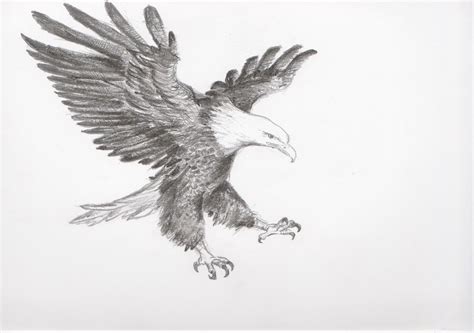 Flying Eagle Pencil Drawing at PaintingValley.com | Explore collection ...