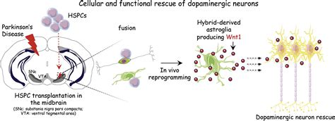 Functional Rescue Of Dopaminergic Neuron Loss In Parkinson S Disease