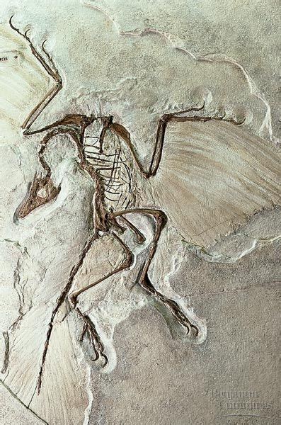 Archaeopteryx Fossil | Dinosaur fossils, Fossils, Fossil bones