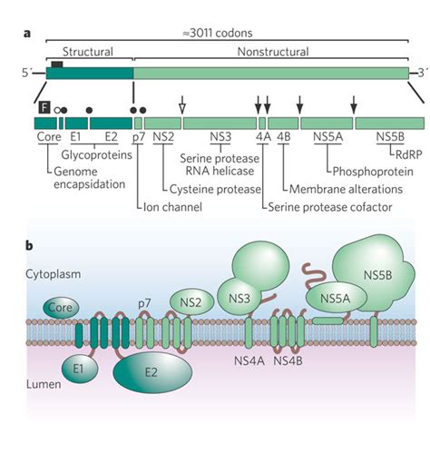 HCV Genes And Gene Products A The Structure Of The Viral Genome