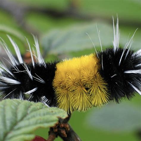 18 Most Interesting And Common Caterpillars In Rhode Island Nature