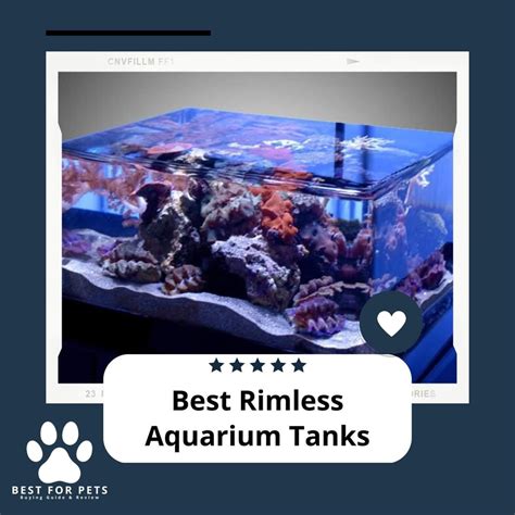 The Best Rimless Aquarium Tanks Bestforpets Org