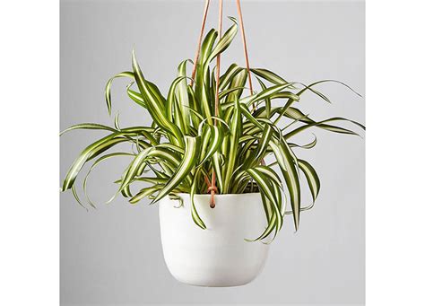 4 Spider Plant Benefits (Plus, How to Make Sure They Thrive) – PureWow