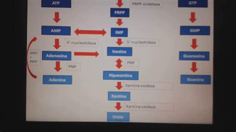 OVA Sintesis De Las Purinas Y Pirimidinas YouTube