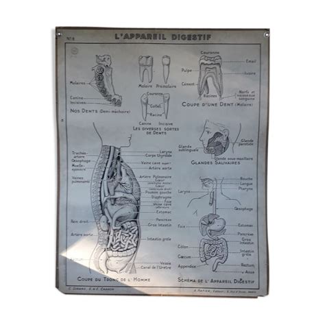 Affiche Scolaire Sciences Lappareil Digestif Et Lappareil