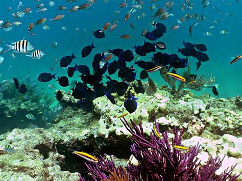 Looe Key Coral Reef National Marine Sanctuary National Marine