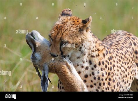 Cheetah kill with Thompon Thompsons Gazelle as prey in grassland in the ...