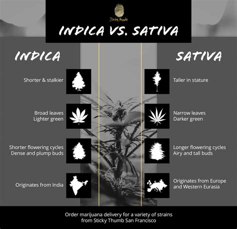 Qual é a diferença entre Indica e Sativa? Frequently Asked Questions 