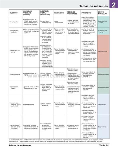 Tabla de Músculos Alejandro Juárez uDocz