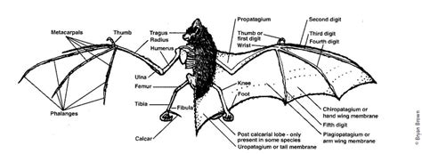 Handling And Examination Of The Bat