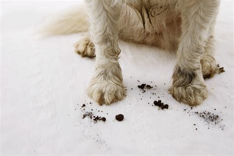 C Mo Limpiar Las Patas De Tu Perro Correctamente