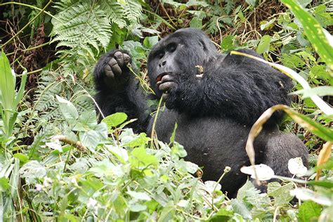 Gorilla Highlands Uganda Gorilla Trekking Trails In Bwindi Gorilla