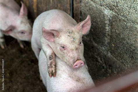 Pigs Mating On Farm Sex Pairing Copulation Of Two Pigs Pig Sex Stock