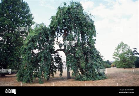 Weeping Ash Fraxinus Excelsior Pendula Oleaceae Stock Photo Alamy