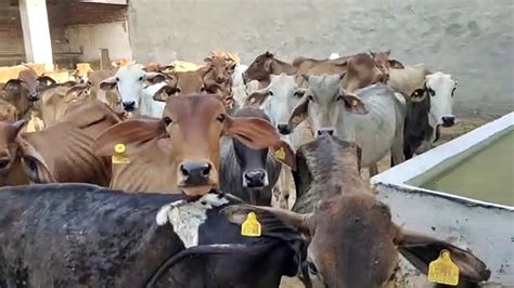 Government Gave Relief To Cattle Farmers But Now They Are Facing This Hurdle Video Dailymotion