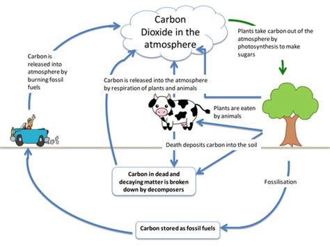 Carbon Cycle Teaching Resources