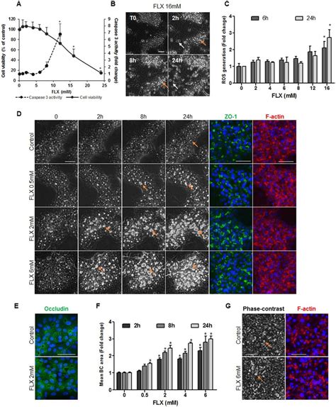 Cytotoxicity And Alteration Of BC Structures By FLX In Human HepaRG