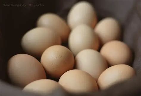 How Do Chicken Eggs Get Fertilized The 5 Stages Explained Hincubate