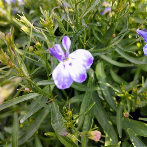Lobelia Sky Blue en pot de 10,5cm | Coclicoh.com
