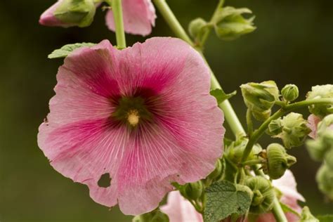 Wildflower Free Stock Photo Public Domain Pictures