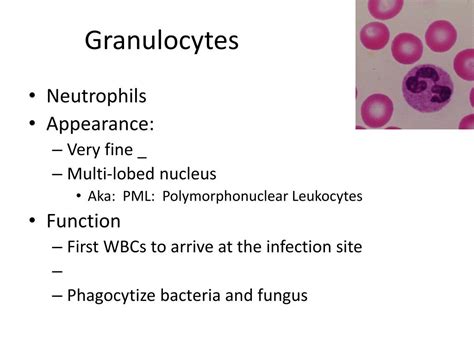 PPT - Granulocytes PowerPoint Presentation, free download - ID:2114517