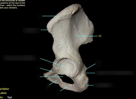 Hip Bone Lateral View Diagram Quizlet