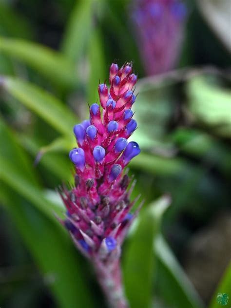 Buy Matchstick Bromeliad Aechmea Gamosepala Peppyflora