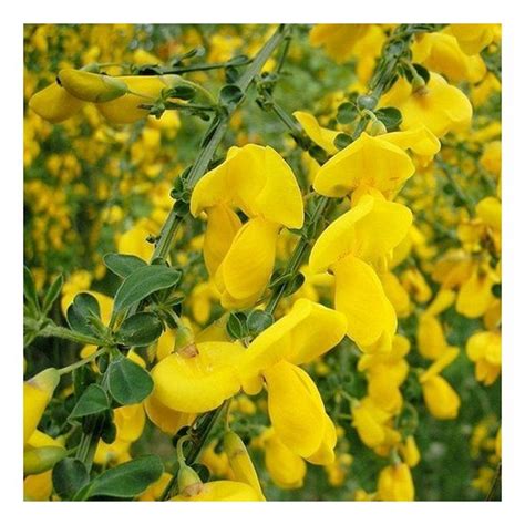 Cytisus Scoparius Vanessede 25 Cm La Ghiveci Arbust Ornamental