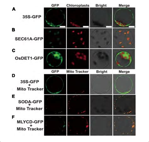 Confocal Microscope Observation Of Subcellular Localization With