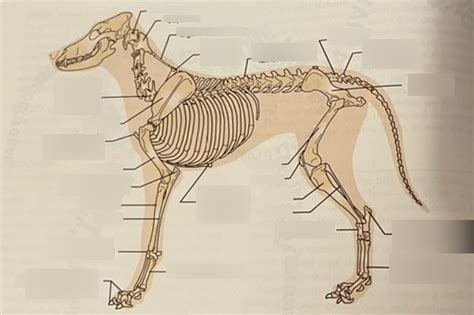 dog skeleton Diagram | Quizlet