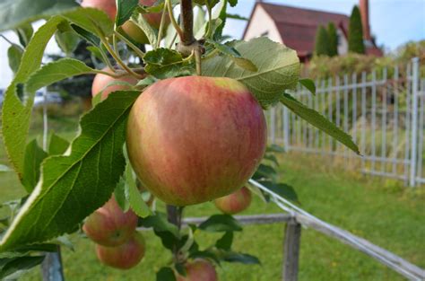 Яблоня "Медуница". Посадка, уход, формирование, хранение плодов