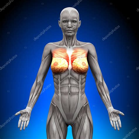 Chest Muscles Anatomy Woman - Pectoralis Major Images Royalty Free Stock Pectoralis Major Photos ...