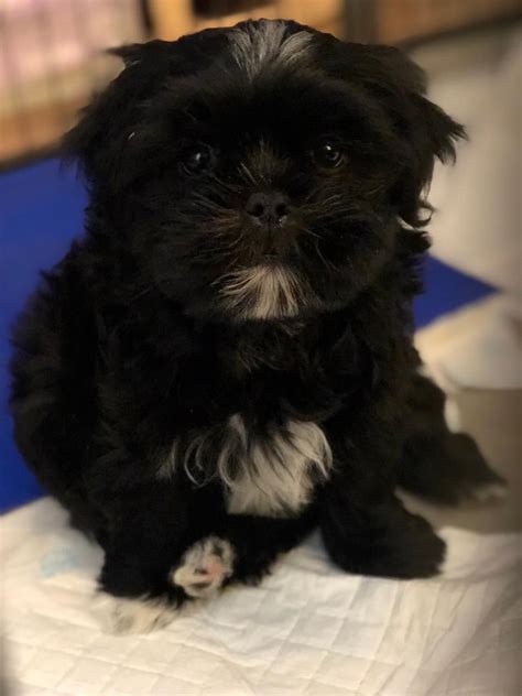 79 Maltese Mixed With Shih Tzu Black L2sanpiero