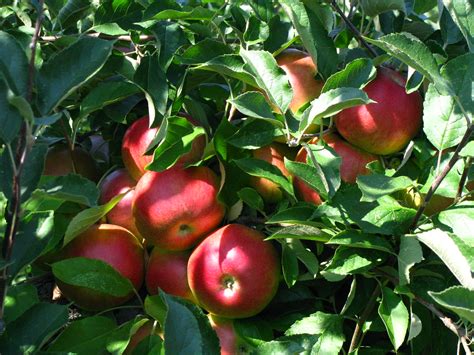 Apple Picking Apple Picking At Masker Orchards Warwick N Flickr