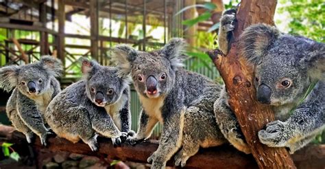 Day Trip, Rainforest & Aboriginal Culture Tour, Cairns, Australia