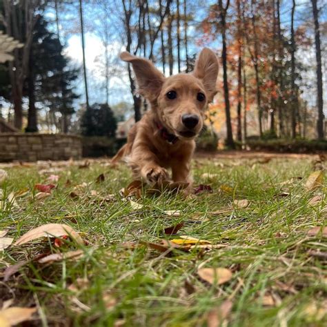 Scottie Pippen Falls Into Sand Trap Chasing Golf Course Goose Rdachshund