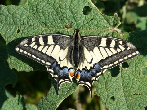 European Lepidoptera and their ecology: Papilio machaon