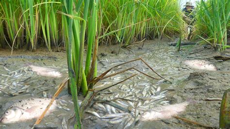 Unbelievable Fishing In Harvest Season And Catch Lot Of Fishes From Mud