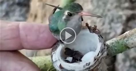 Just a Tiny Hummingbird Feeding Its Even Tinier Babies » TwistedSifter