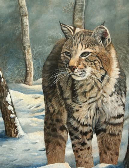 Belles Images Animaux Page 73