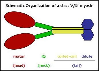 The Plant Myosin Page