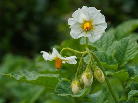 Do Potato Plants Bloom - Why Potato Plants Flower And Fruit | Gardening ...