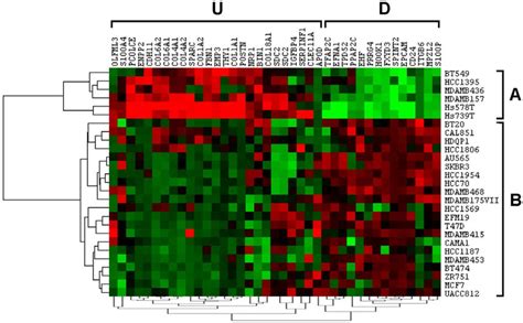 Hierarchical Clustering Of The 27 Breast Cancer Cell Lines Used In The