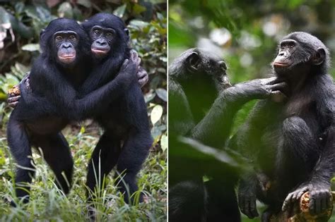 Randy Brits Want Sex Robots As Many Fantasise Over Relationship With Machines Daily Star