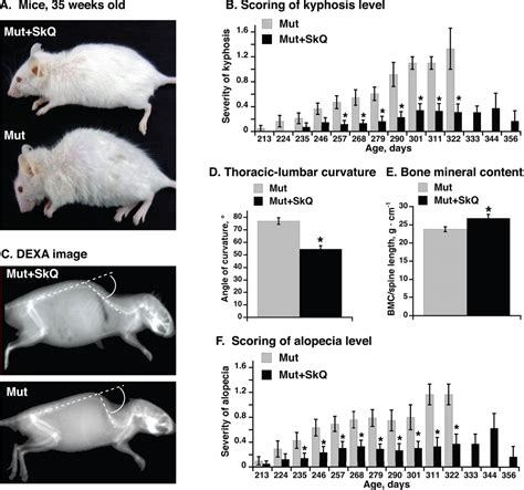 Improved Health Span And Lifespan In Mtdna Mutator Mice Treated With