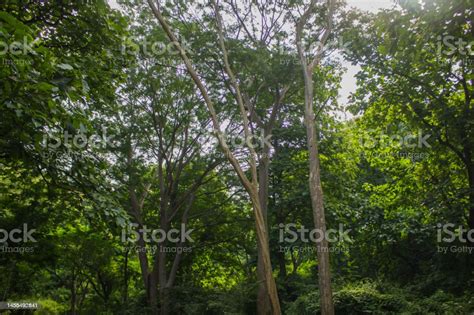 Very Green And Very Big Tree Stock Photo Download Image Now Color