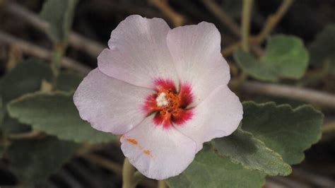 Plantfiles Pictures Hibiscus Species Paleface Rock Hibiscus