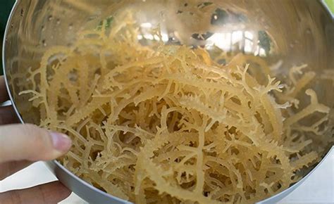 Sea Moss Health Benefits Nutrition Facts And Warning Eat Algae