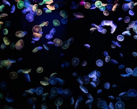 Purple Jellyfish · Free Stock Photo